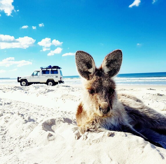 Show item 1 of 10. Landscape views on the Bribie Island Adventure Tour