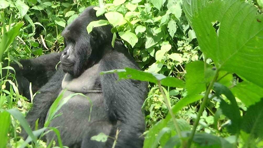 Picture 32 for Activity 4 Day Congo (DRC) Gorilla Trekking & Nyiragongo Hiking