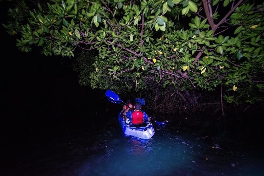 El Yunque Rainforest and Bioluminescent Bay Kayak Combo Tour