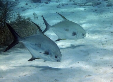 1 Day Snorkelling And Beach Relaxation At Mbudya Island Dsm