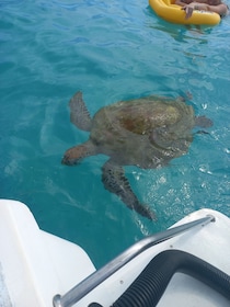 Mauritius: Snorkling med skilpadder Hurtigbåten Le Transporteur