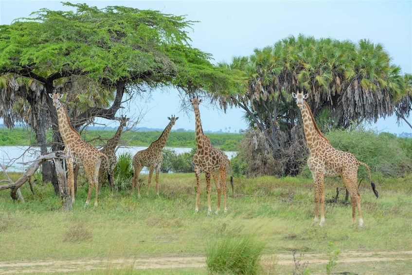 Picture 119 for Activity From Zanzibar: 3-Day Safari Selous with Flights