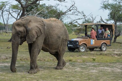 Von Sansibar aus: 3-tägige Safari Selous mit Flügen