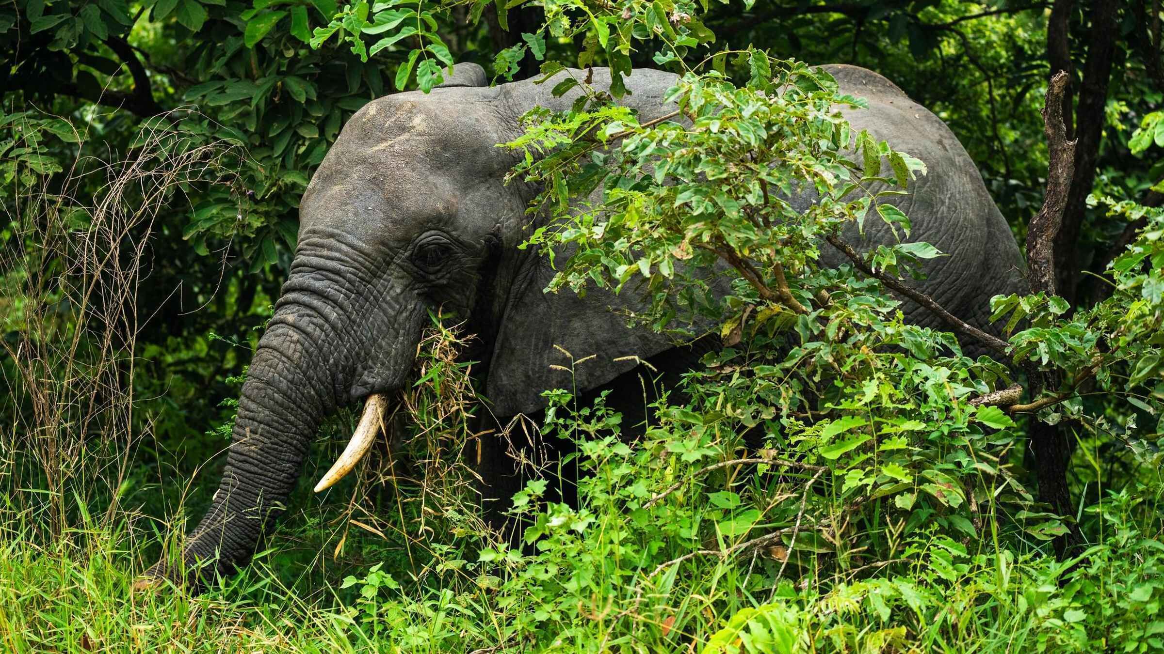 Fra Zanzibar: 3-dages safari i Selous med fly