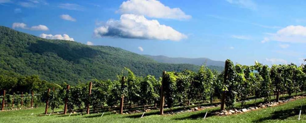 Picture 1 for Activity From Atlanta: Half-Day or Full-Day Wine Country Tasting Trip