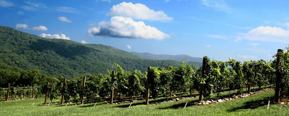 Picture 1 for Activity From Atlanta: Half-Day or Full-Day Wine Country Tasting Trip