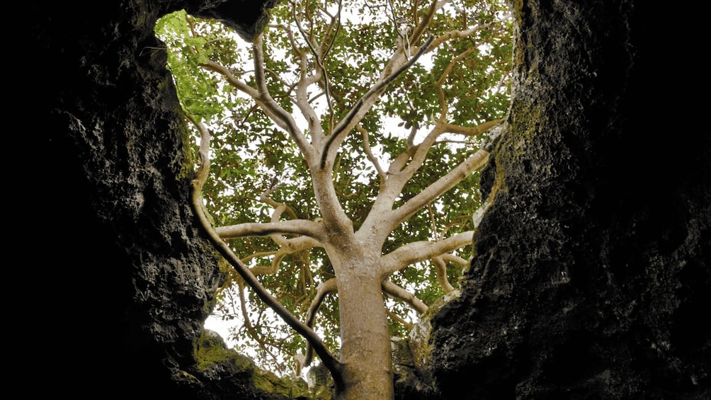 Picture 7 for Activity Easter Island: Full Day Ancestral Caves and Orongo Village