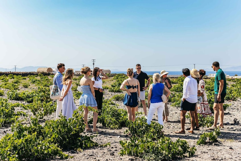 Picture 5 for Activity Santorini: Small-Group Sunset Wine Tour with Santo Winery