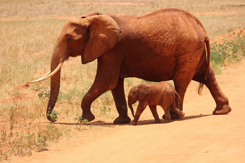 Picture 3 for Activity 4-Day Nairobi-Amboseli-Tsavo East-Mombasa, Diani/Watamu