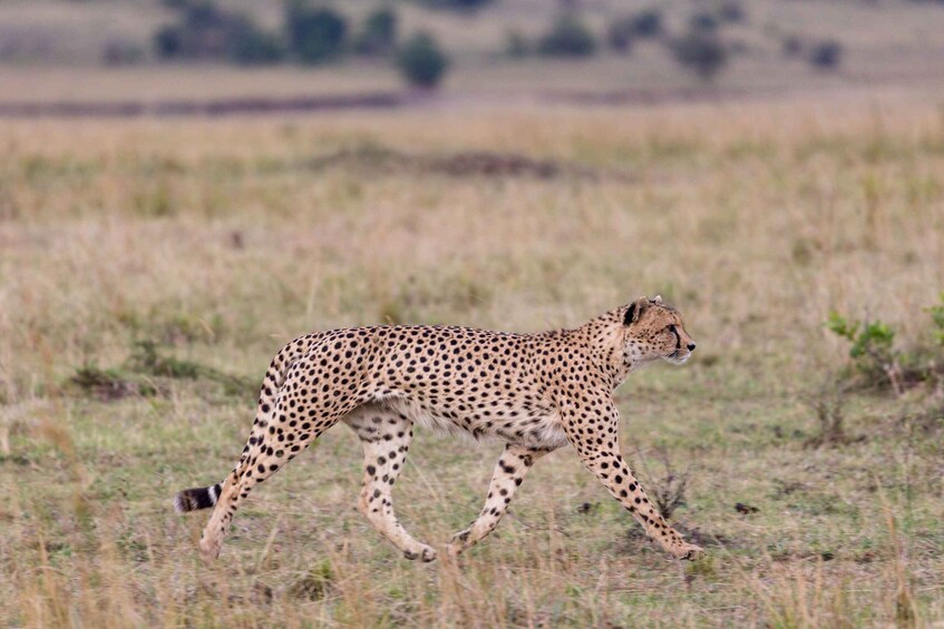 Picture 4 for Activity 4-Day Nairobi-Amboseli-Tsavo East-Mombasa, Diani/Watamu