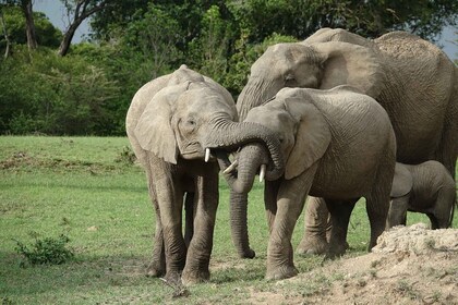 4-päiväinen Nairobi-Amboseli-Tsavo East-Mombasa, Diani/Watamu