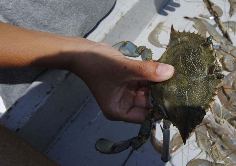 Picture 3 for Activity Hilton Head Island: Crabbing Expedition Boat Tour