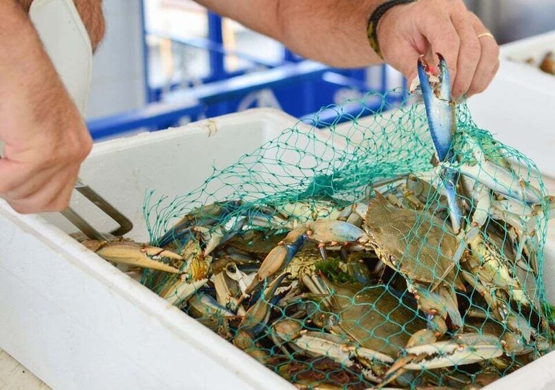 Picture 2 for Activity Hilton Head Island: Crabbing Expedition Boat Tour