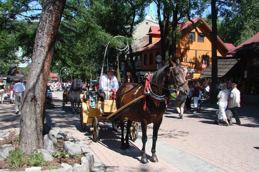 Picture 8 for Activity From Krakow: Slovakia Treetop Walk, Zakopane & Thermal Spa