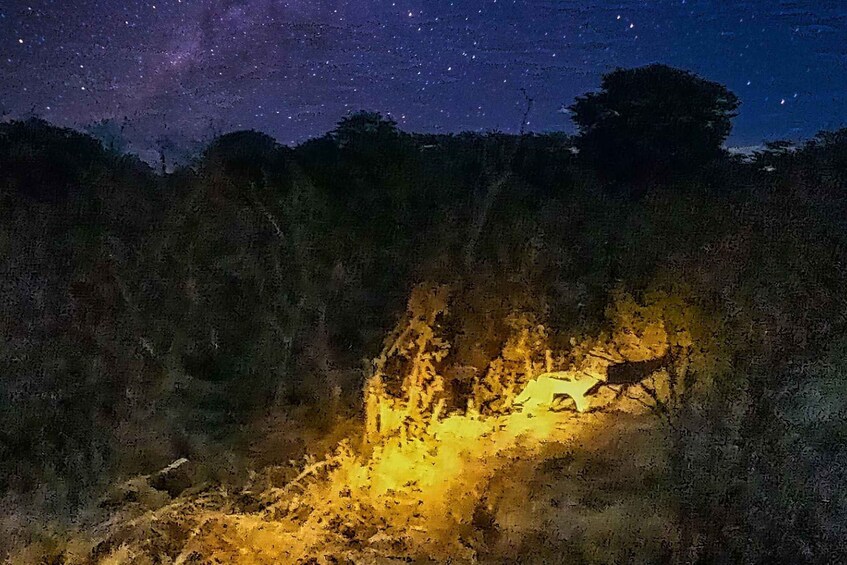 Picture 14 for Activity Victoria Falls Night Activity: Stargazing Safari