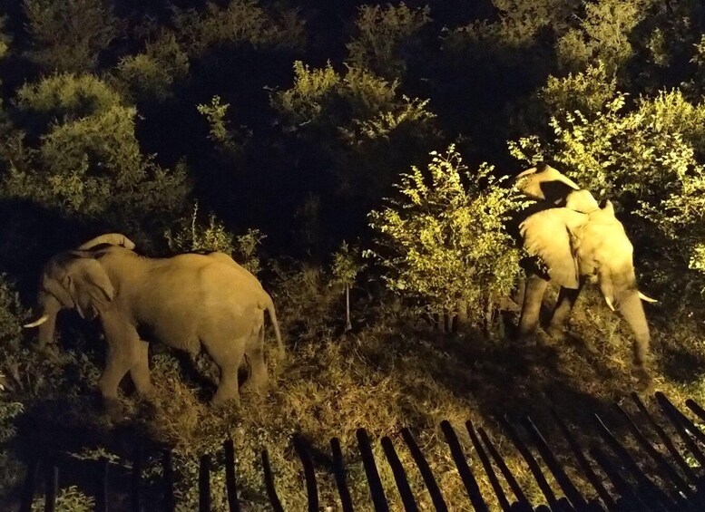 Picture 13 for Activity Victoria Falls Night Activity: Stargazing Safari