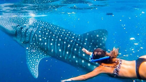 Cebu: WhaleShark Watching & Canyoneering Expedition Day Tour