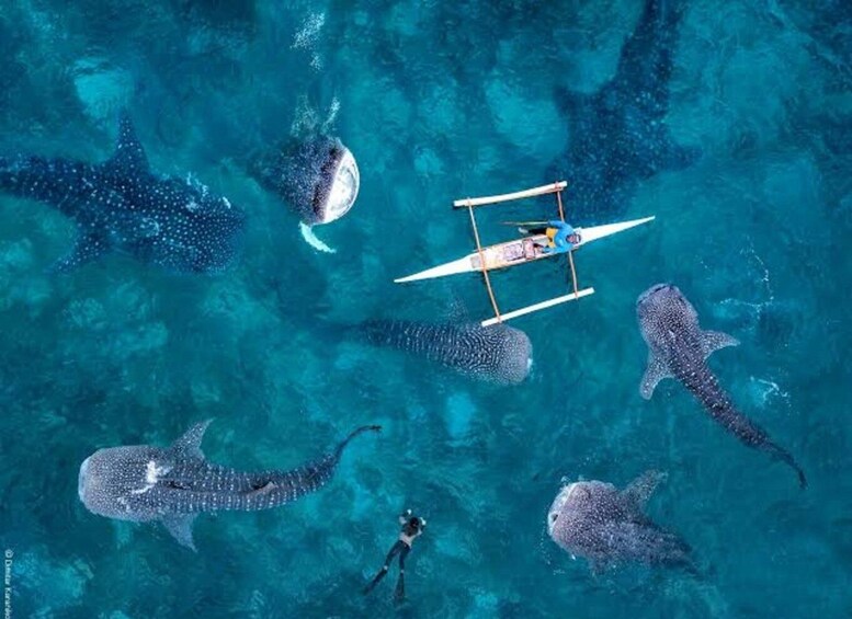 Picture 10 for Activity Cebu:WhaleShark Watching & Kawasan Canyoneering Private Tour