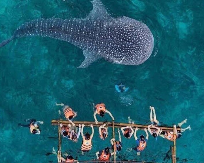 Picture 2 for Activity Cebu: WhaleShark Watching & Canyoneering Expedition Day Tour