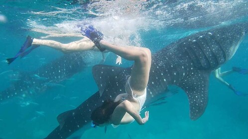 Cebu:WhaleShark Watching & Kawasan Canyoneering Private Tour