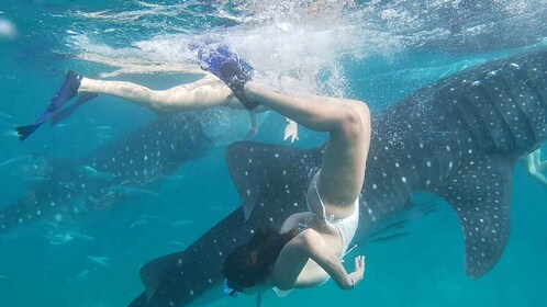 Cebu:WhaleShark Watching & Kawasan Canyoneering Private Tour