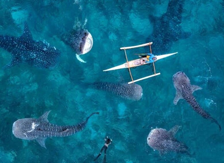 Picture 3 for Activity Cebu: WhaleShark Watching & Canyoneering Expedition Day Tour