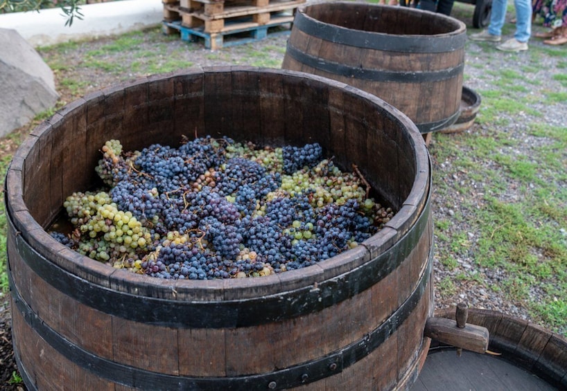 Picture 10 for Activity Mount Vesuvius: Wine Tasting Experience with Lunch Included