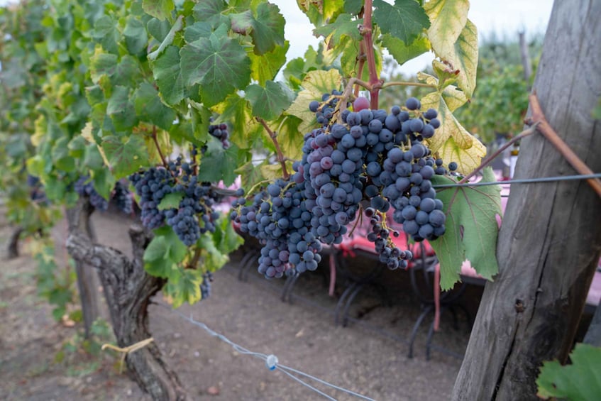 Picture 9 for Activity Mount Vesuvius: Wine Tasting Experience with Lunch Included