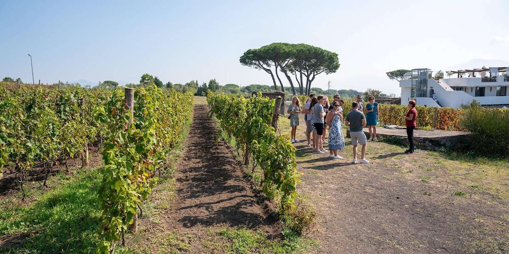 Picture 6 for Activity Mount Vesuvius: 5 Wine Tastings with Tour and Lunch Included