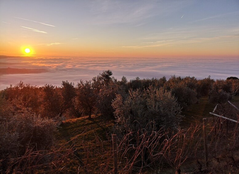 Picture 1 for Activity Fumane: Olive oil tasting on the hills of Valpolicella