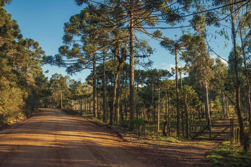 Picture 4 for Activity Visit the canyons in south of Brazil on a 2 days tour