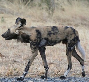 Game Drive - Victoria Falls, Zimbabwe: Zambezi nasjonalpark