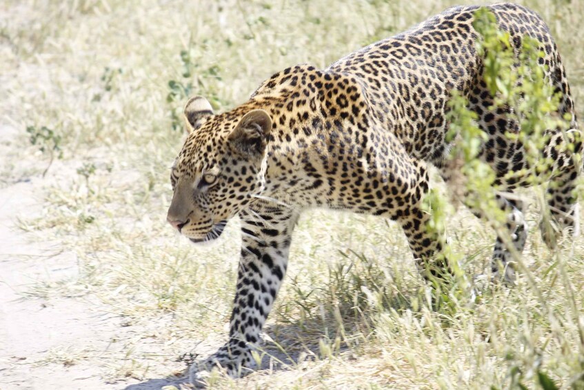 Picture 9 for Activity Game Drive -Victoria Falls, Zimbabwe: Zambezi National Park