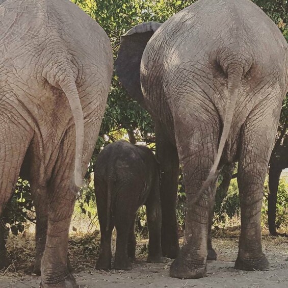 Picture 7 for Activity Game Drive -Victoria Falls, Zimbabwe: Zambezi National Park