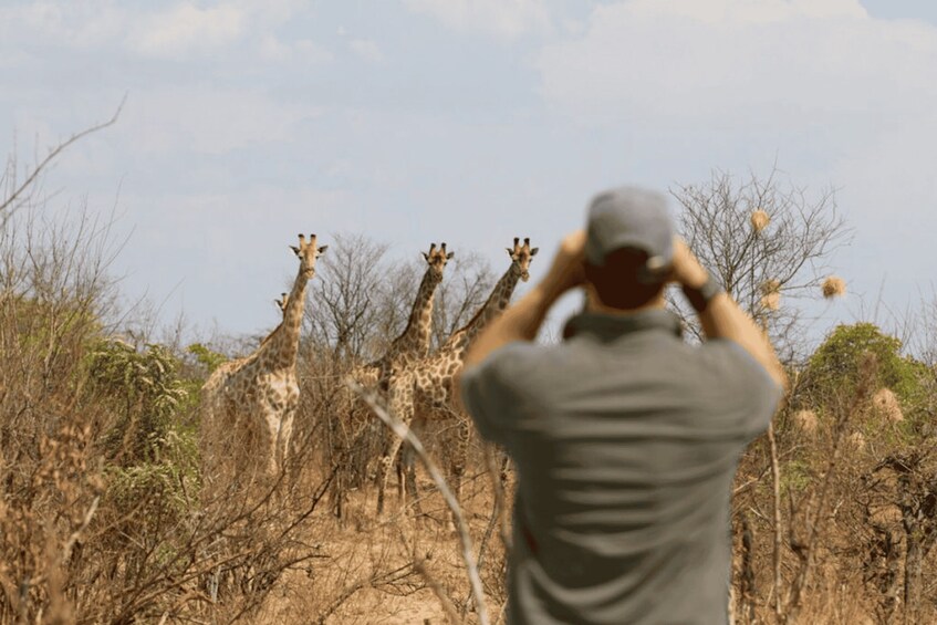 Picture 1 for Activity Game Drive -Victoria Falls, Zimbabwe: Zambezi National Park