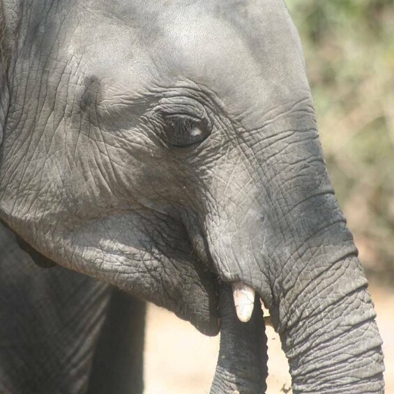 Picture 4 for Activity Game Drive -Victoria Falls, Zimbabwe: Zambezi National Park