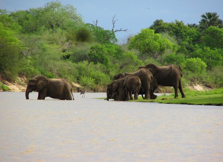 Picture 1 for Activity 3 DAYS SAFARI TO SELOUS GAME RESERVE (Flying Safari)