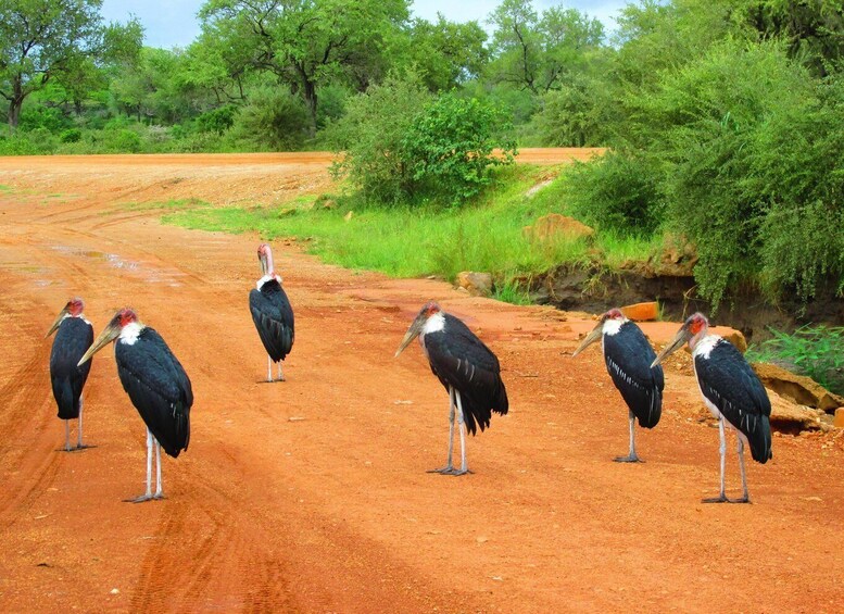 Picture 3 for Activity 3 DAYS SAFARI TO SELOUS GAME RESERVE (Flying Safari)