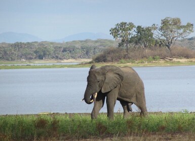 3 DAYS SAFARI TO SELOUS GAME RESERVE (Flying Safari)