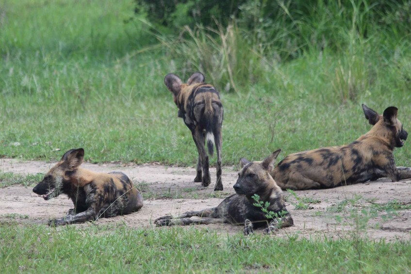 Picture 4 for Activity 3 DAYS SAFARI TO SELOUS GAME RESERVE (Flying Safari)