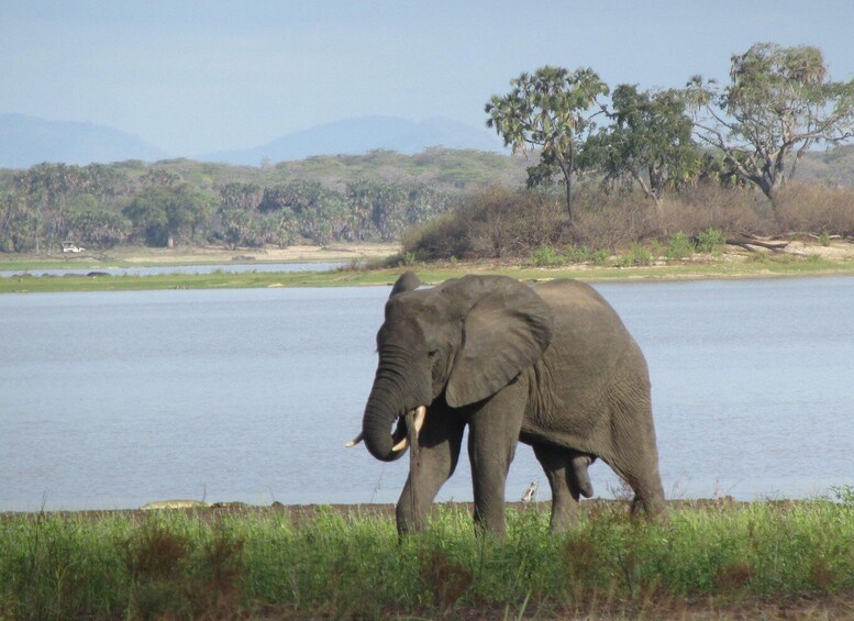 3 DAYS SAFARI TO SELOUS GAME RESERVE (Flying Safari)