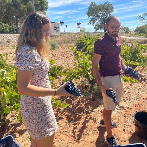 Picture 2 for Activity Valencia: Utiel-Requena Cave & Winery Day Trip with Tasting