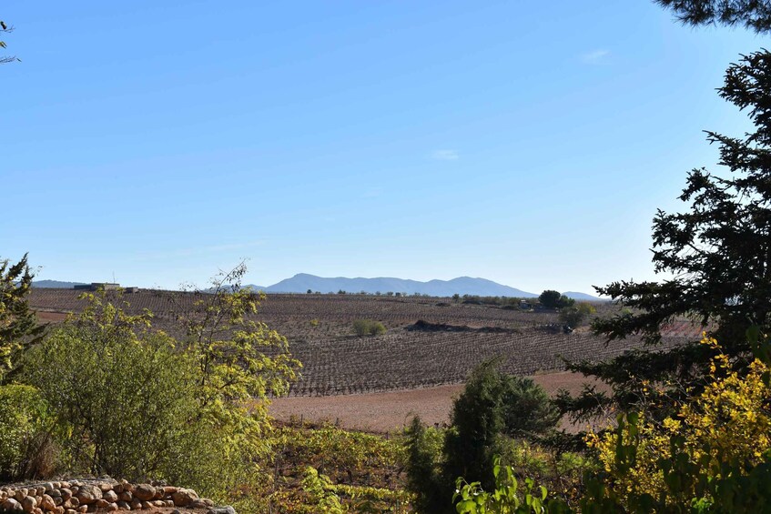 Picture 9 for Activity Valencia: Utiel-Requena Cave & Winery Day Trip with Tasting