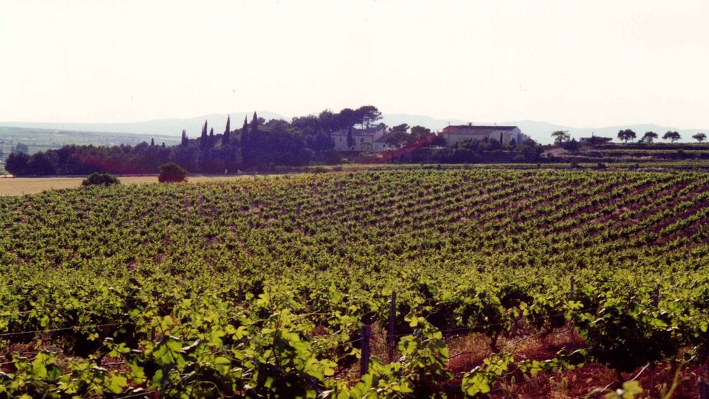 Picture 3 for Activity Valencia: Utiel-Requena Cave & Winery Day Trip with Tasting