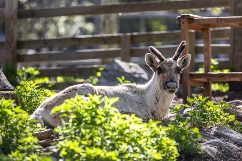 Picture 8 for Activity Rovaniemi: Ranua Zoo Entry Ticket w/ Walking Tour and Lunch