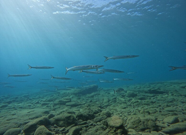 Picture 13 for Activity Heraklion: Scuba Diving trip For Beginners