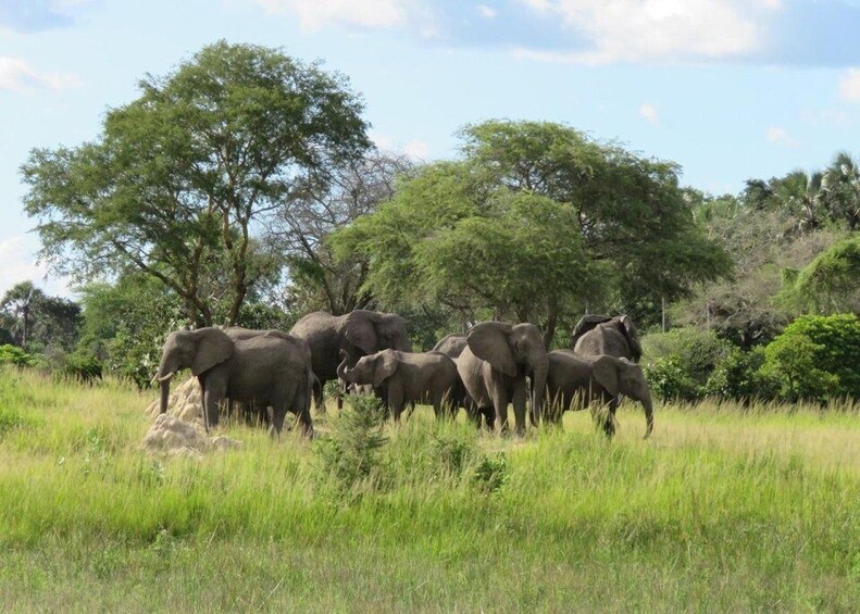 Picture 3 for Activity Tanzania Safari Adventure