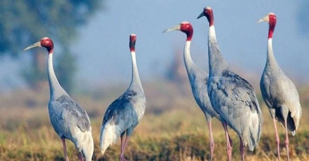 Picture 1 for Activity Day tour from Jaipur in Keoladeo National Park (Bharatpur)