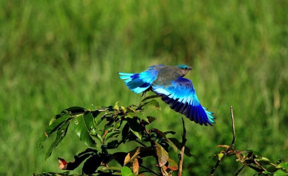 Picture 2 for Activity Day tour from Jaipur in Keoladeo National Park (Bharatpur)