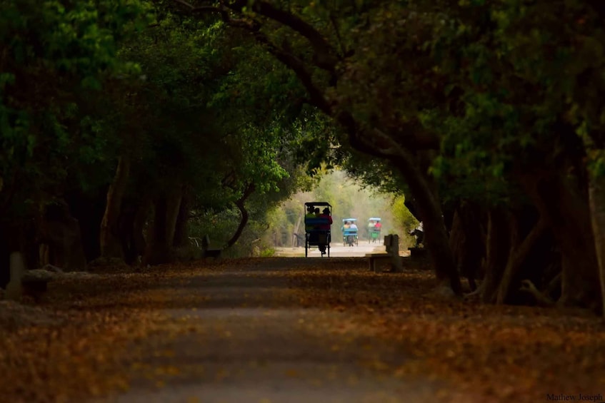 Picture 4 for Activity Day tour from Jaipur in Keoladeo National Park (Bharatpur)